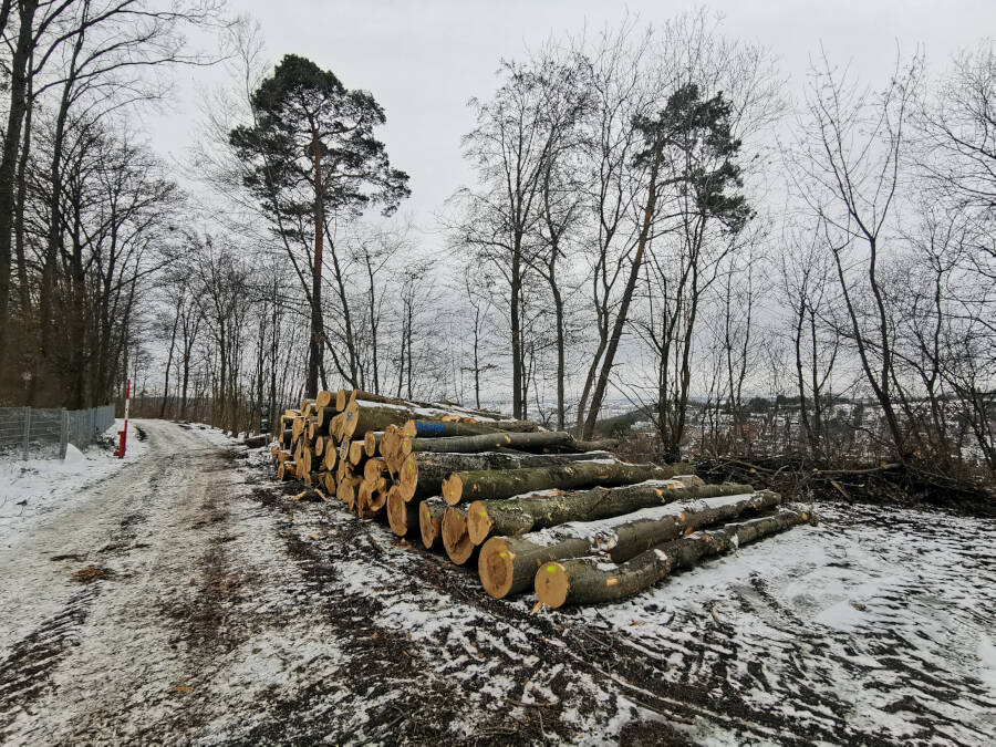 Forstarbeiten im Wald