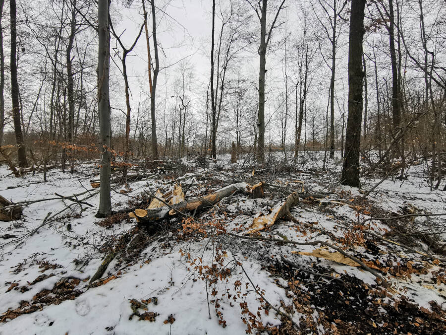 Forstarbeiten im Wald