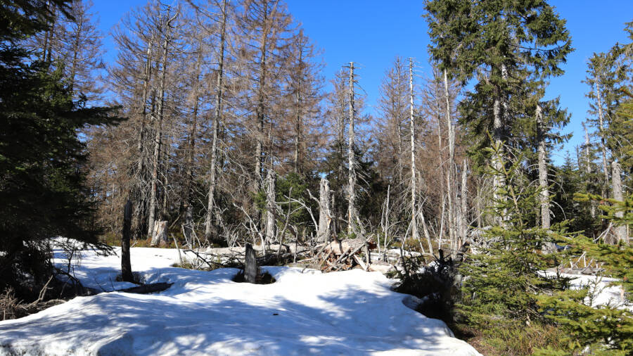 Ruhestein im Schwarzwald