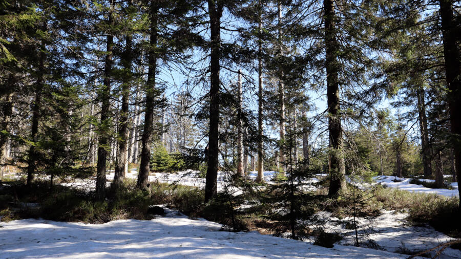 Ruhestein im Schwarzwald
