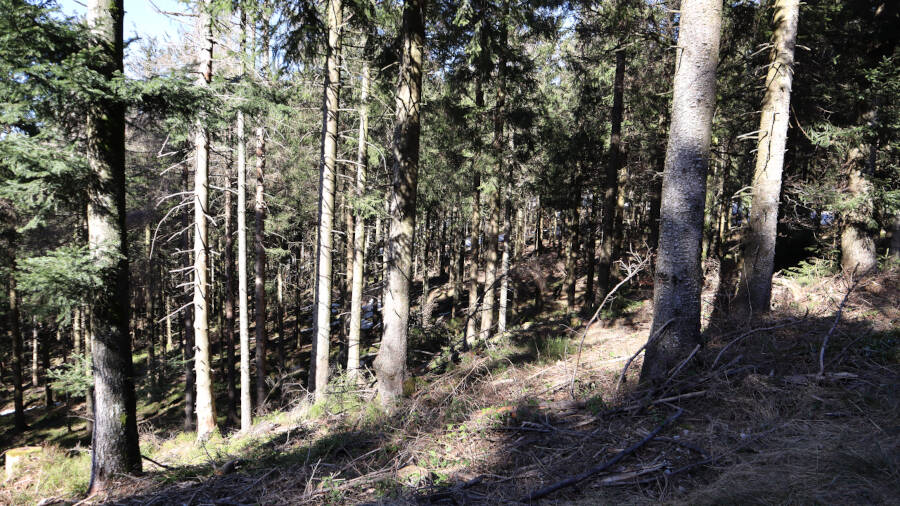 Ruhestein im Schwarzwald