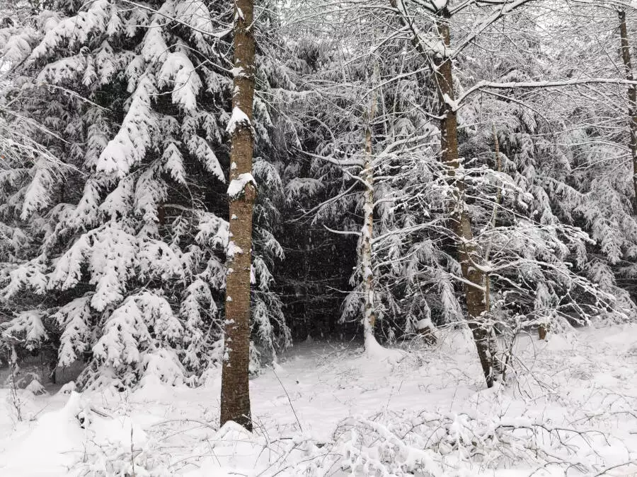 Wald, Stuttgart