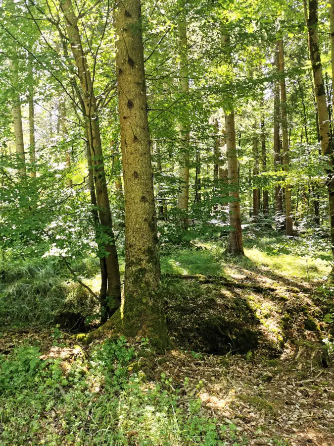 Wildpark im Schönbuch
