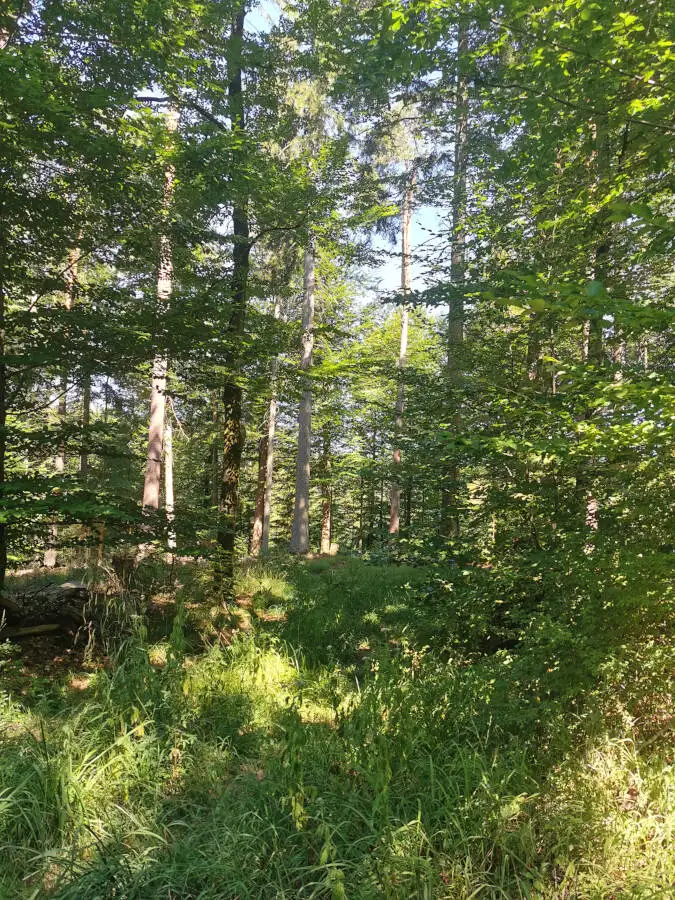 Wildpark im Schönbuch