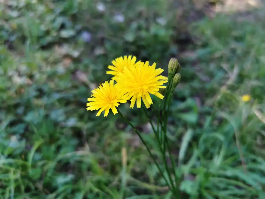 Wildpark im Schönbuch