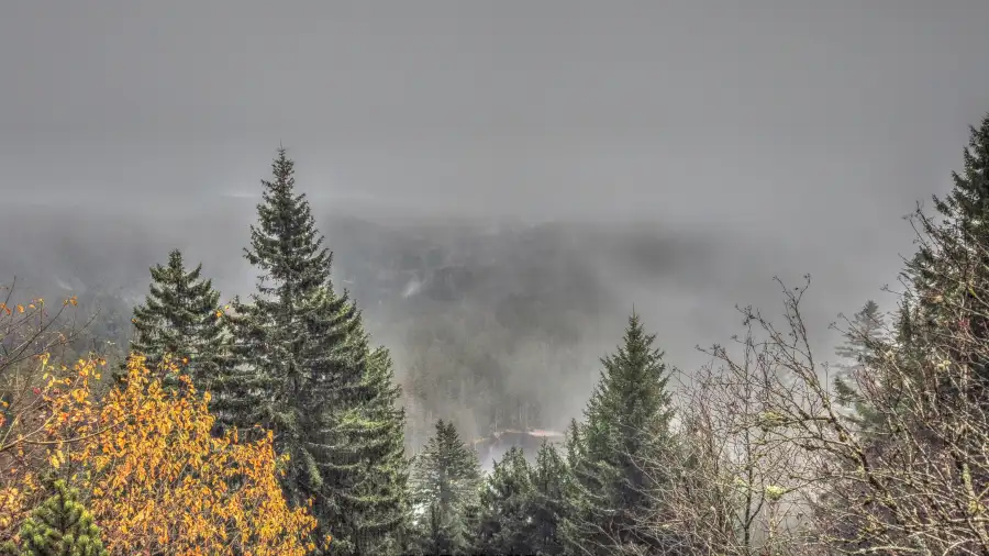 Ruhestein, Schwarzwald