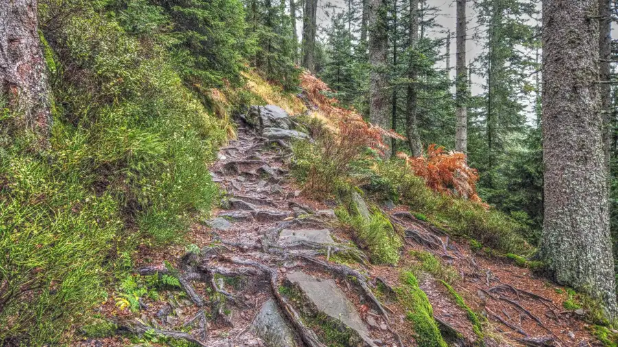 Ruhestein, Schwarzwald