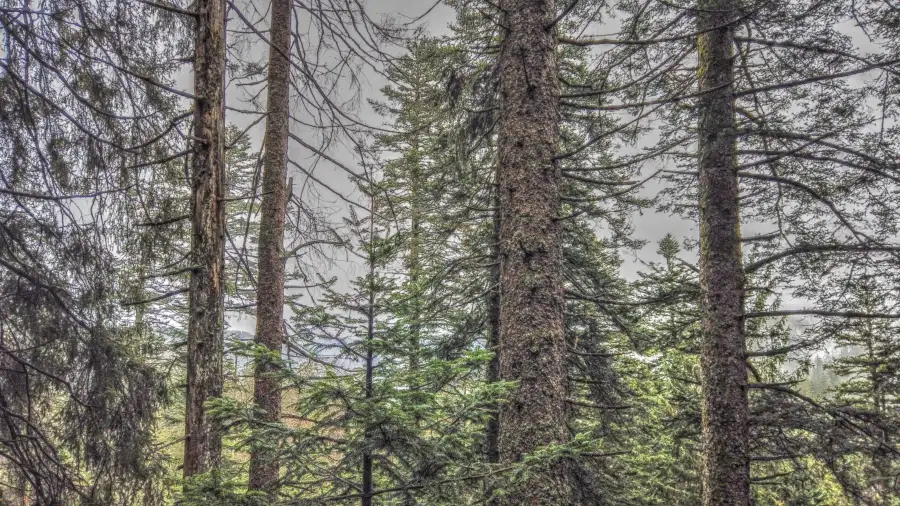 Ruhestein, Schwarzwald