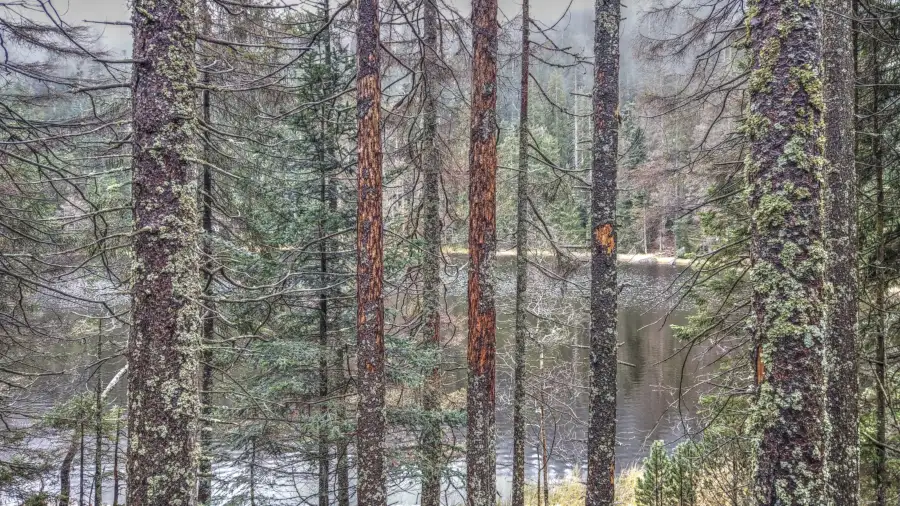 Ruhestein, Schwarzwald
