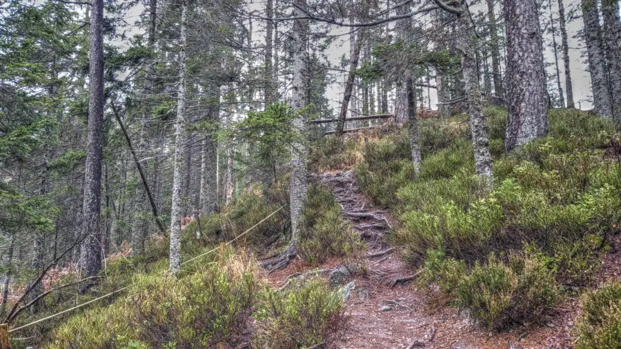 Ruhestein, Schwarzwald