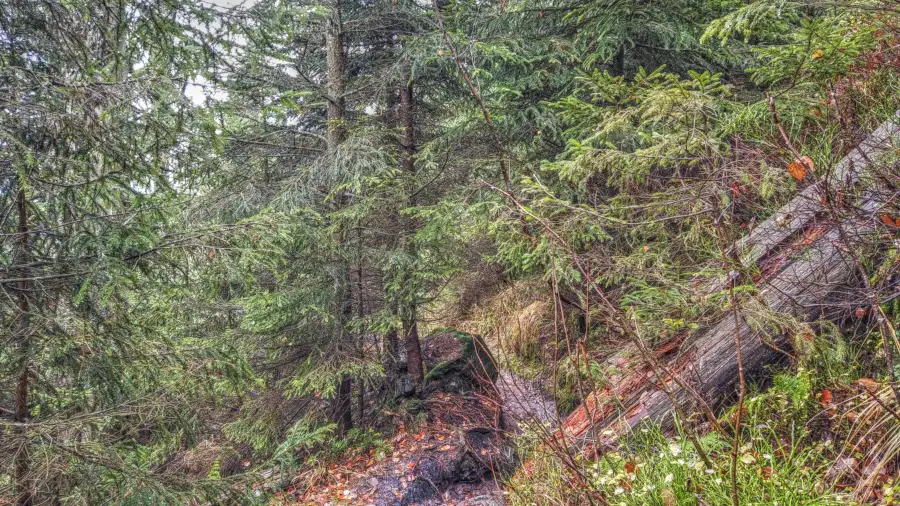 Ruhestein, Schwarzwald