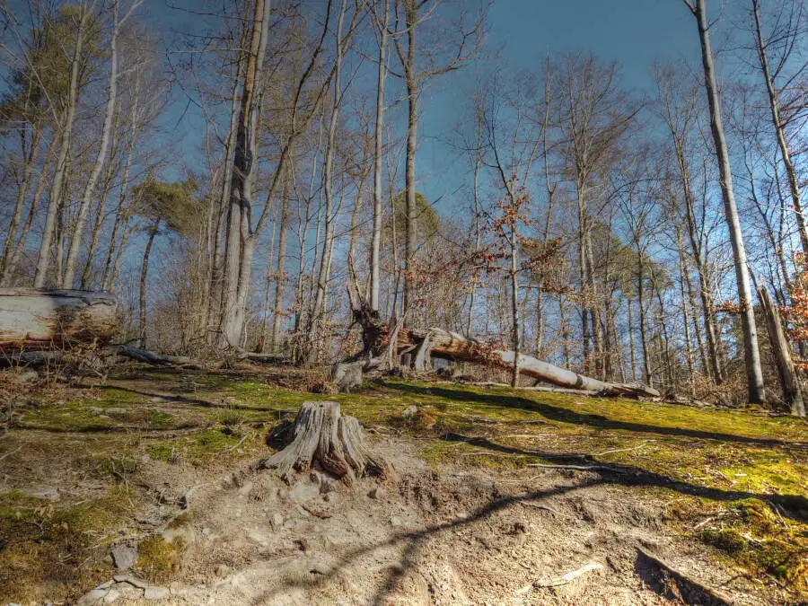 Der Bärensee bei Stuttgart