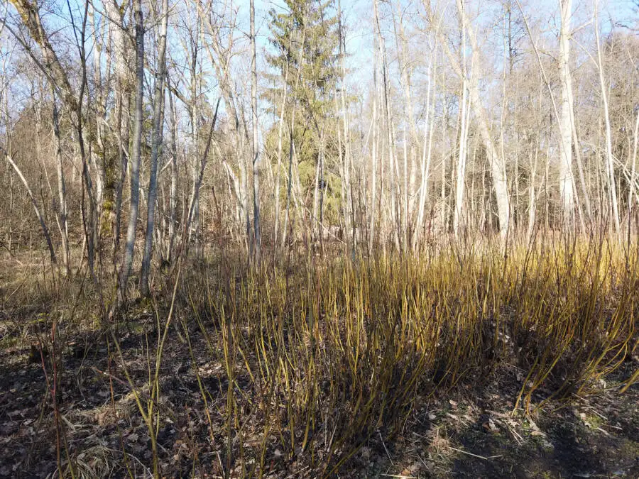 Der Bärensee bei Stuttgart