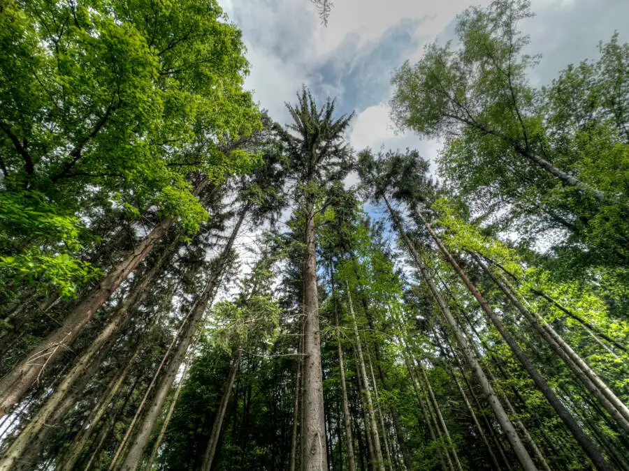Bäume im Wald mit Wolken