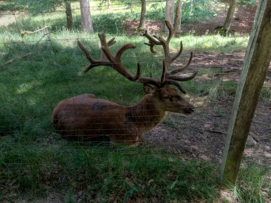 Rotwildpark Stuttgart